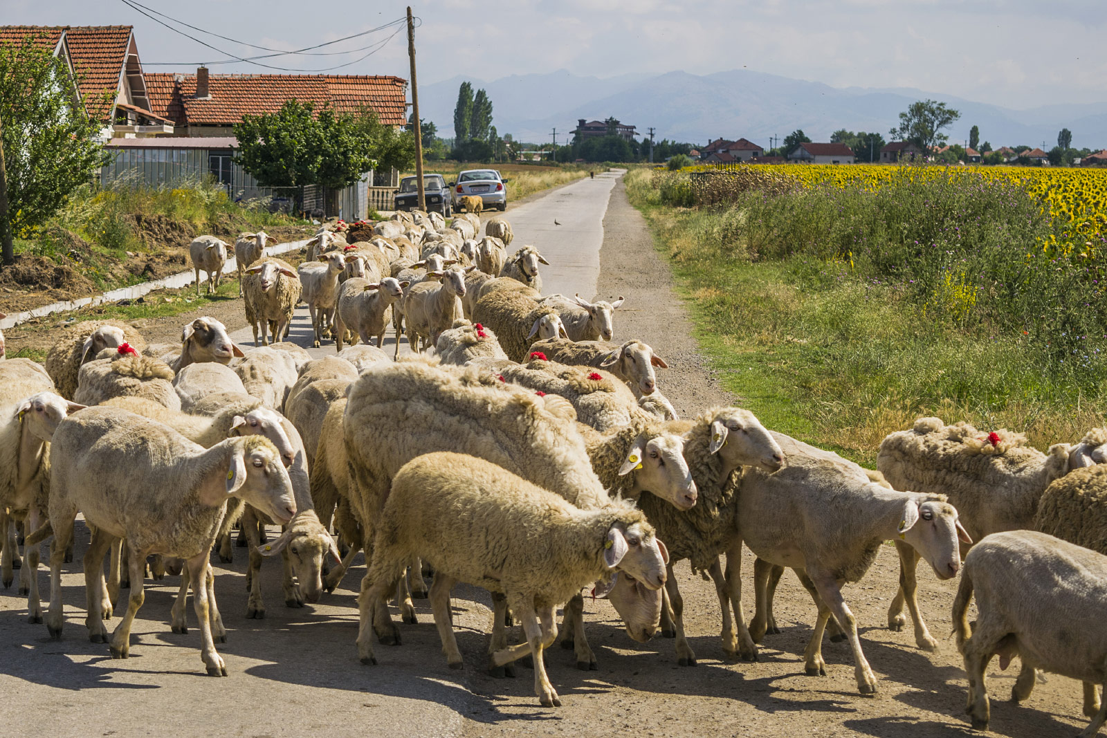 Bitola (Photo license: CC BY-NC 2.0)